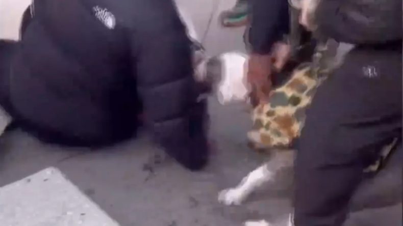 ABD&rsquo;de Pitbull Dehşeti: 1 Yaşındaki &Ccedil;ocuğun Bacağını Isırdı! O Anlar Ortaya &Ccedil;ıktı