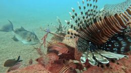 Akdeniz'de Balık Rekabeti: Kızıldeniz Türleri Yerli Türleri Baskılıyor!