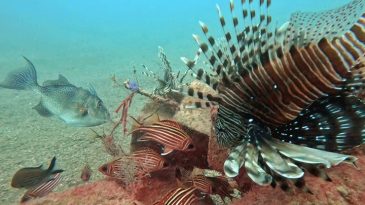 Akdeniz'de Balık Rekabeti: Kızıldeniz Türleri Yerli Türleri Baskılıyor!