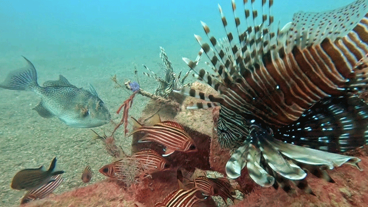 Akdeniz'de Balık Rekabeti: Kızıldeniz Türleri Yerli Türleri Baskılıyor!