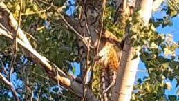 Anadolu Parsı, Tunceli Kırsalında Ağa&ccedil;ta G&ouml;r&uuml;nt&uuml;lendi! İşte Dikkat &Ccedil;eken Fotoğraflar