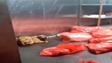 Ankara B&uuml;y&uuml;kşehir Belediyesi'nden 'barınak' a&ccedil;ıklaması: G&ouml;r&uuml;nt&uuml;lerin bizle ilgilisi yok