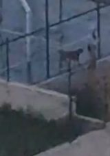 Ankara&rsquo;da Pitbull Korkusu: Yeni Gelişmeler