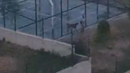 Ankara&rsquo;da Pitbull Korkusu: Yeni Gelişmeler