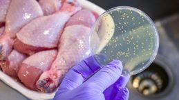 Ayran ve Tavukta Saklı Tehlike: Salmonella Sizi Gizlice Tehdit Edebilir!