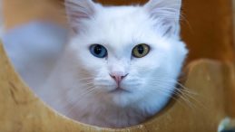 Beyaz t&uuml;ylerin ardındaki b&uuml;y&uuml;k m&uuml;cadele: Van kedileri i&ccedil;in kritik yıllar