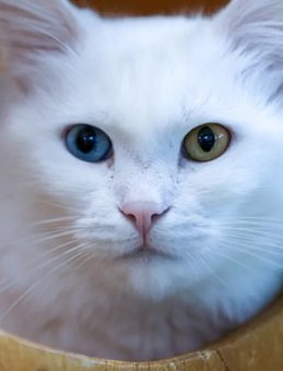 Beyaz t&uuml;ylerin ardındaki b&uuml;y&uuml;k m&uuml;cadele: Van kedileri i&ccedil;in kritik yıllar