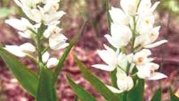 Biyoka&ccedil;ak&ccedil;ılara G&ouml;z A&ccedil;tırılmadı