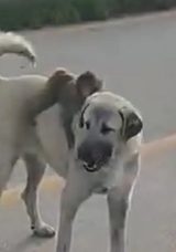 Bursa'da Sırtında Maymun Taşıyan K&ouml;pek Dikkat &Ccedil;ekti!