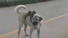 Bursa'da Sırtında Maymun Taşıyan Köpek Dikkat Çekti!