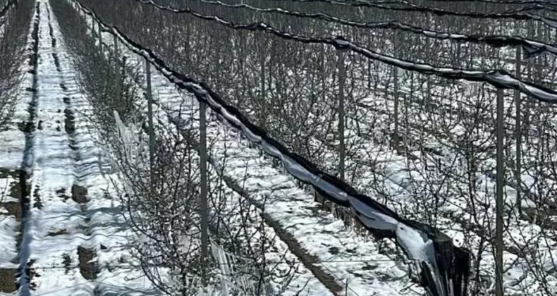 C vitamini Deposu Meyvelere Koruma