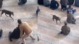 Camiye Giren Pitbullun Sahibine Adli ve İdari İşlem Yapıldı