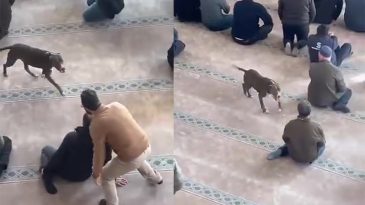 Camiye Giren Pitbullun Sahibine Adli ve İdari İşlem Yapıldı