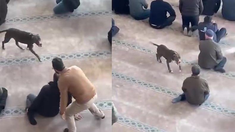 Camiye Giren Pitbullun Sahibine Adli ve İdari İşlem Yapıldı