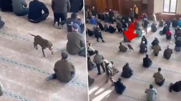 Camiye Pitbull Girişi: Vatandaşlarda Korku İdol&uuml;