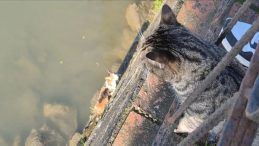 &Ccedil;aya D&uuml;şen Yavru Kedi İ&ccedil;in Nefes Kesici Kurtarma Operasyonu