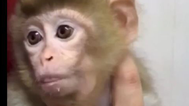 Denetimde Yavru Makak Maymunu Ele Ge&ccedil;irildi