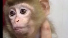 Denetimde Yavru Makak Maymunu Ele Ge&ccedil;irildi