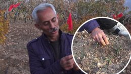 Dünyanın En Değerli Bitkilerinden Biri: Batmanlı Çiftçi Fıstık Yerine Bu Bitkiyi Yetiştirmeyi Başardı