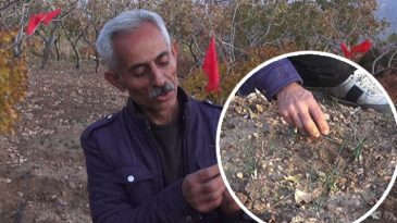 D&uuml;nyanın En Değerli Bitkilerinden Biri: Batmanlı &Ccedil;ift&ccedil;i Fıstık Yerine Bu Bitkiyi Yetiştirmeyi Başardı