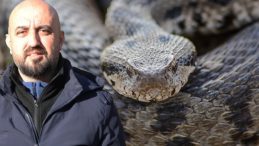 Ege, Akdeniz, İ&ccedil; Anadolu ve Trakya'da G&ouml;r&uuml;l&uuml;yor: 1 Metreye Kadar B&uuml;y&uuml;yebiliyor! 'Gece ve Sabaha Karşı Aktif'