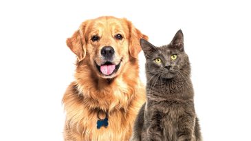 Evdeki kediye k&ouml;peğe &lsquo;&ccedil;ip&rsquo;te son g&uuml;nler… Son tarih 31 Aralık