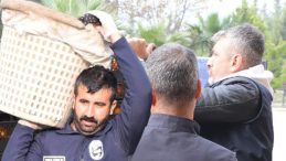 Fiyatı 2 Liraya Düşünce Dalda Kalmıştı: Belediye Satın Alıp Vatandaşa Ücretsiz Dağıttı