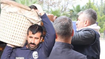 Fiyatı 2 Liraya D&uuml;ş&uuml;nce Dalda Kalmıştı: Belediye Satın Alıp Vatandaşa &Uuml;cretsiz Dağıttı