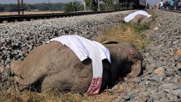 Hindistan&rsquo;da Tren Kazasında 7 Fil Hayatını Kaybetti