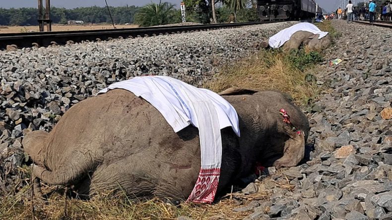 Hindistan&rsquo;da Tren Kazasında 7 Fil Hayatını Kaybetti