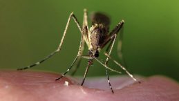 İklim Değişikliği, Hayvanlardan Bulaşan Hastalıkların Riskini Artırıyor