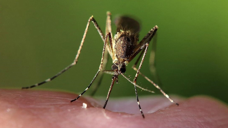 İklim Değişikliği, Hayvanlardan Bulaşan Hastalıkların Riskini Artırıyor