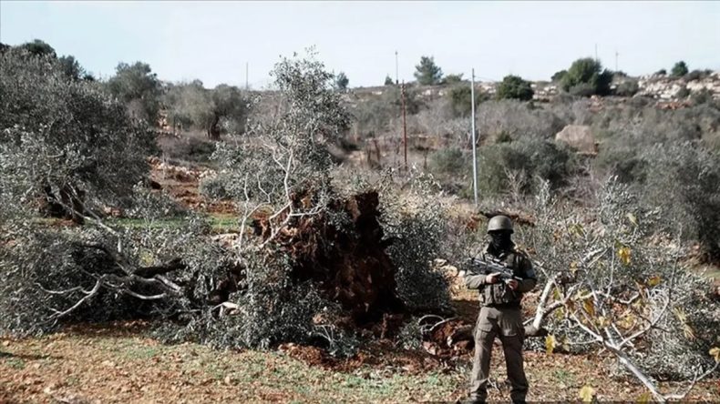 İsrail, Batı Şeria'da Bir Haftada 8 Bin Ağa&ccedil; Kesildi