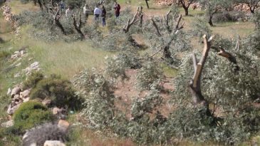 İsrail, Batı Şeria'da Bir Haftada 8 Bin Ağa&ccedil; Kesti