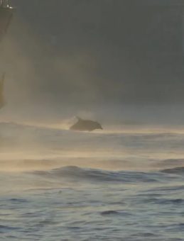 İstanbul Boğazı'nda Kartpostallık Manzaralar: Yunuslar da Eşlik Etti!