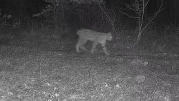 Karab&uuml;k'te İlgin&ccedil; G&ouml;r&uuml;nt&uuml;: Ormanda Birlikte Dolaşırken Fotokapana Yansıdılar