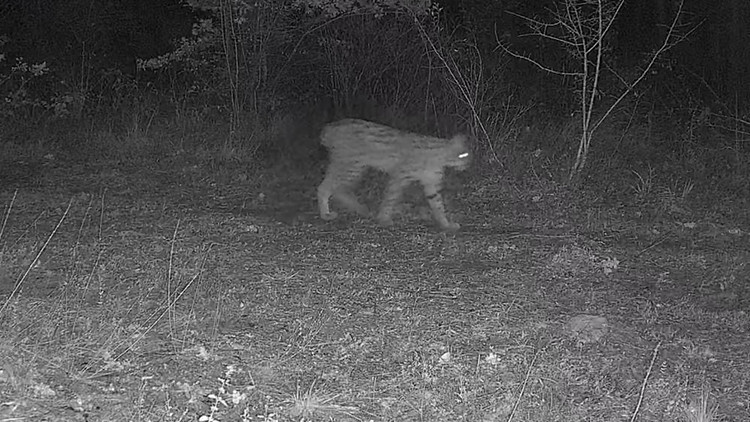Karab&uuml;k'te İlgin&ccedil; G&ouml;r&uuml;nt&uuml;: Ormanda Birlikte Dolaşırken Fotokapana Yansıdılar