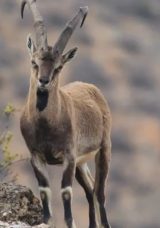 Kayseri'de Yaban Keçisi Avlayan Kişiye 953 Bin Lira Ceza!