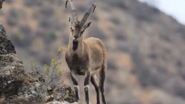 Kayseri'de Yaban Keçisi Avlayan Kişiye 953 Bin Lira Ceza!