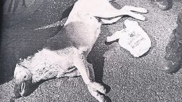 K&ouml;peği &Ouml;ld&uuml;ren Caniye 5 Yıl Hapis Talebi