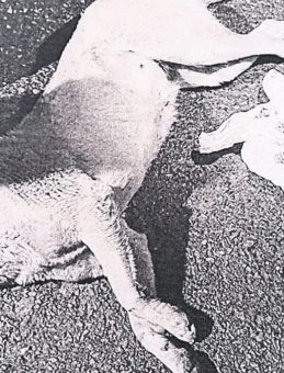 Köpeği Öldüren Caniye 5 Yıl Hapis Talebi