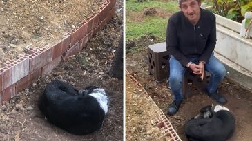 K&ouml;peğin Vefasına Şahit Olanlar G&ouml;zyaşlarına Boğuldu! 'Ağlıyor, Titriyordu, İnsanlar &Ouml;rnek Almalı'