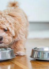 K&ouml;pekler Peynir Yiyebilir Mi? Cins, Yetişkin ve Yavru K&ouml;peklere Peynir Verilir Mi?