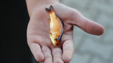 Kuraklık Nedeniyle Seyhan Nehri'nde Balık &Ouml;l&uuml;mleri Ger&ccedil;ekleşti