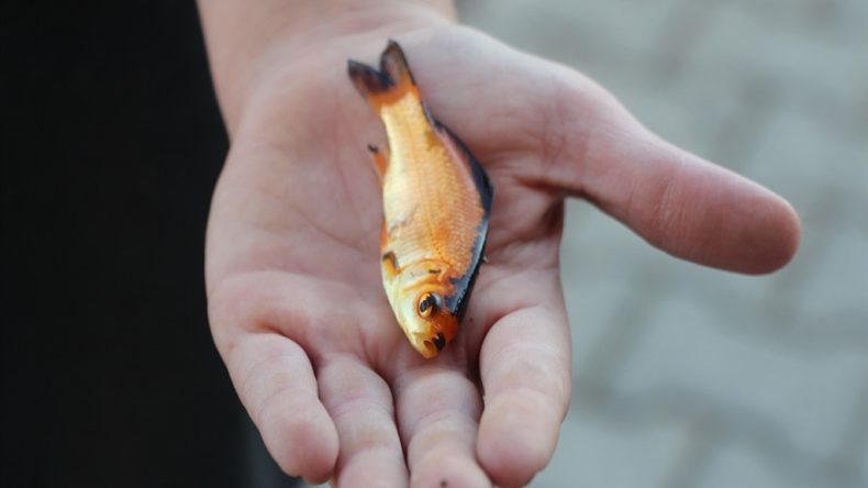 Kuraklık Nedeniyle Seyhan Nehri'nde Balık Ölümleri Gerçekleşti