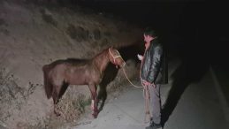 Malatya'da Milyonluk Yarış Tayları &Ccedil;iftlikten Ka&ccedil;tı; 8'i &Ouml;ld&uuml;, Bazıları Kayıp