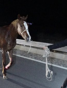 Malatya'da &Uuml;z&uuml;c&uuml; Olay: Milyonluk Taylar Yolda Hayatını Kaybetti!
