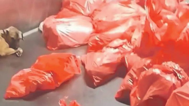 Mansur, Hayvanlarla İlişkilere Dikkat Et!