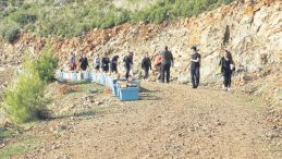 Marmaris&rsquo;te Yanan Ormanlar Yeniden Yeşeriyor