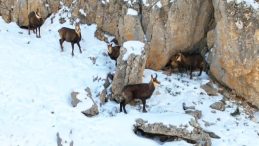 Munzur Dağları'nın zirvesinde şamualar g&ouml;r&uuml;nt&uuml;lendi